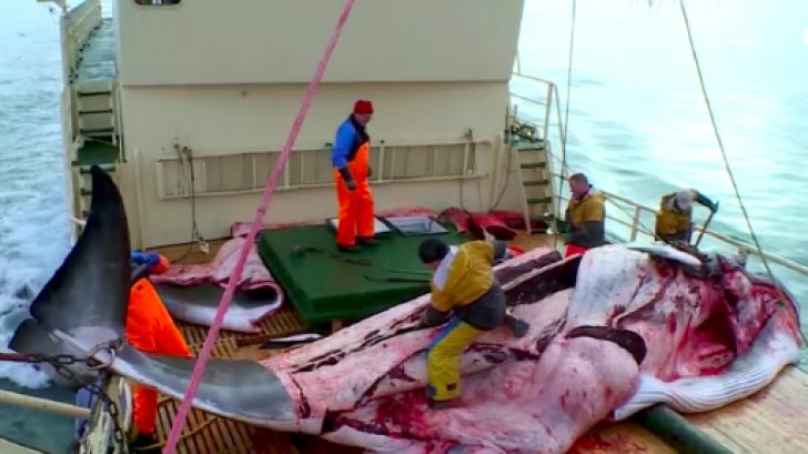 dolphin_angels's tweet photo. #Norway #PM @jonasgahrstore,
We understand that it is difficult to stop #whaling as the industry provides jobs. A plan to phase out whaling over 2 years will give people the time to transition out of reliance on whaling for a livelihood. 1/2 https://t.co/YxH5VAE5TH