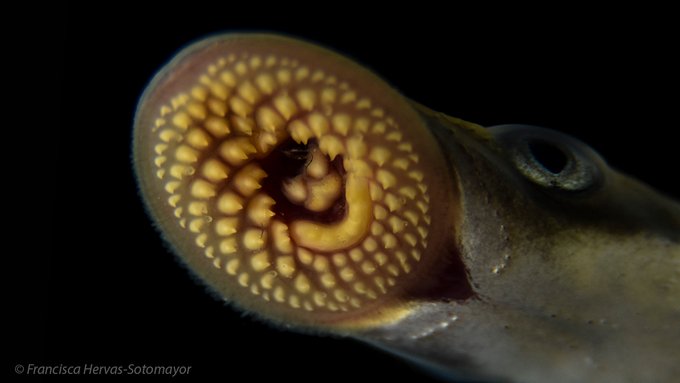 Kaessmann Lab (@kaessmannlab) on Twitter photo Our study on the lamprey neural cell type atlas and the origins of the vertebrate brain, led by @frnclmn and <a href="/FranciscaHervas/">Francisca Hervas-Sotomayor</a>, is now out in <a href="/NatureEcoEvo/">NatureEcoEvo</a>!
nature.com/articles/s4155… Our study on the lamprey neural cell type atlas and the origins of the vertebrate brain, led by @frnclmn and <a href="/FranciscaHervas/">Francisca Hervas-Sotomayor</a>, is now out in <a href="/NatureEcoEvo/">NatureEcoEvo</a>!
nature.com/articles/s4155…