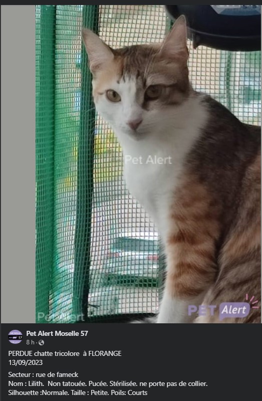 Marie_Odile59's tweet image. Besoin de mon réseau de l'est, et de ceux qui ont des Twittos de l'est, ma copine a perdu son chaton. Possible d'avoir un miracle Twitter? On partage à fond @fred_manfrin @ROVERduMOULIN @CelSouef  #soschatperdu @maouthebiggest #chatperdu #est 
app.petalertfrance.com/pet_item?fbcli…