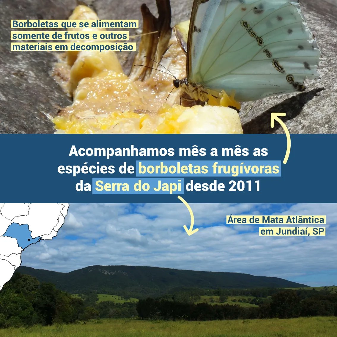 Labbor_Unicamp's tweet image. Acompanhamos mês a mês as espécies de #borboletas frugívoras da Serra do Japi desde outubro de 2011.

As borboletas frugívoras são aquelas que se alimentam somente de frutos e outros materiais e decomposição.

A #SerradoJapi é uma área de Mata Atlântica em Jundiaí, SP.