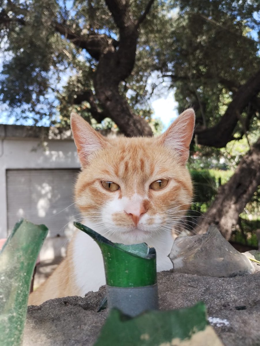 MarkNicolg's tweet photo. @notjuanseba @PablaLunar Tengo más probabilidades de saber sobre leyes que de Messi. Lo derivo con el siguiente gatito https://t.co/qRsaDneDY8
