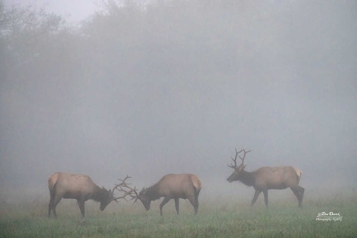 Foggy Morning #Elk Bull Battle with an onlooker waiting to take on the winner! This morning near North Bend, Washington. dondetrick.smugmug.com <a href="/RMEF/">Rocky Mountain Elk Foundation</a> @LivingSno <a href="/CityofNorthBend/">North Bend, WA</a> <a href="/SnoqualmieGov/">City of Snoqualmie</a> <a href="/northbendwx/">North Bend WA Weather 🇺🇸</a> #Rut2023