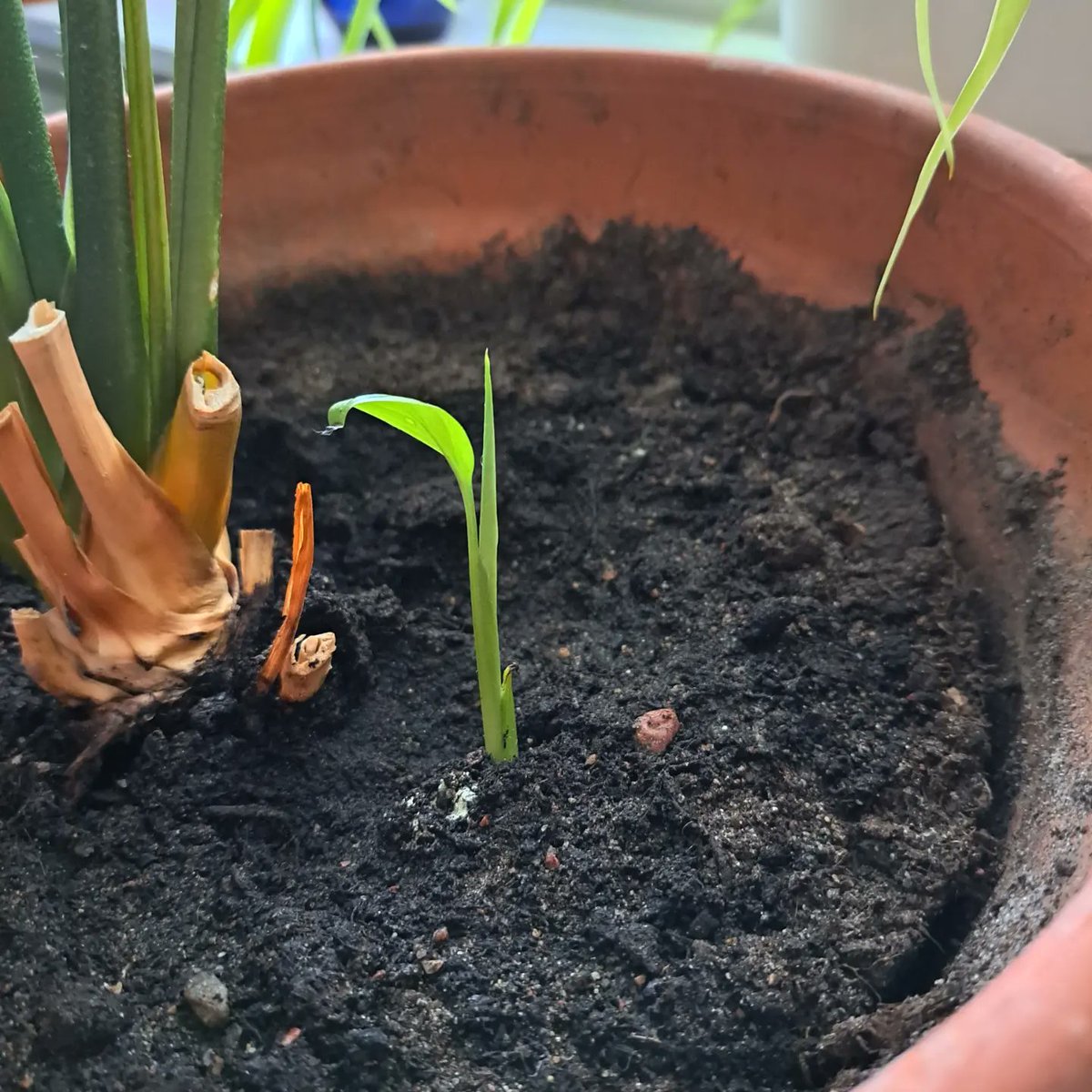 LauraLate's tweet photo. Tänään on kuukausi Mummun kuolemasta. Häneltä pari vuotta sitten saamani viirivehka on kahdessa ruukussa. Juuri näihin aikoihin molemmat kasvit alkoivat versoamaan uutta. Pitäisiköhän tässä uskoa Mummun kosketukseen. Vettä ainakin molemmat saivat tänään. #viirivehka #Mummu https://t.co/NkoGyWd7Y4