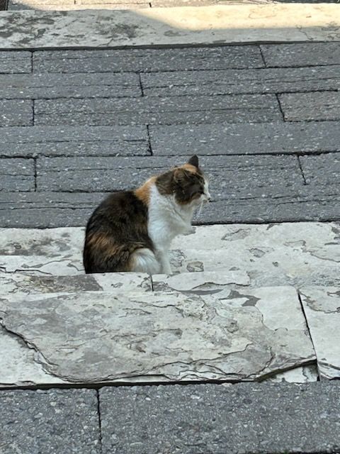 powerstim's tweet image. Sorry to turn this into a lost and found - but our beloved family member Marv or Marvel has gone missing in the Westboro area of Ottawa - between Churchill and Tweedsmuir. If you see her pls DM.