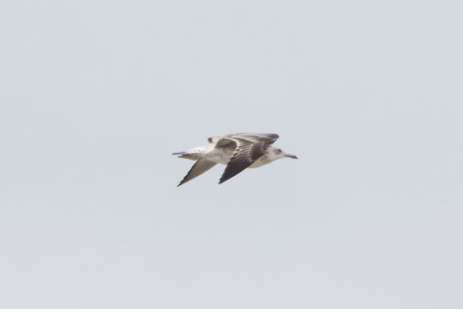 xbirder's tweet photo. A nice fly by 1st winter Caspian Gull at the Mersey sandbanks this morning. 3 adult Yellow Legged Gulls, Great Egret with 18 Little Egrets. 12 knot, 2 Common Sand, a couple of chiffchaffs and a willow warbler #Birding #Cheshire #Caspo @Birdguides https://t.co/Aas0rjqYiG