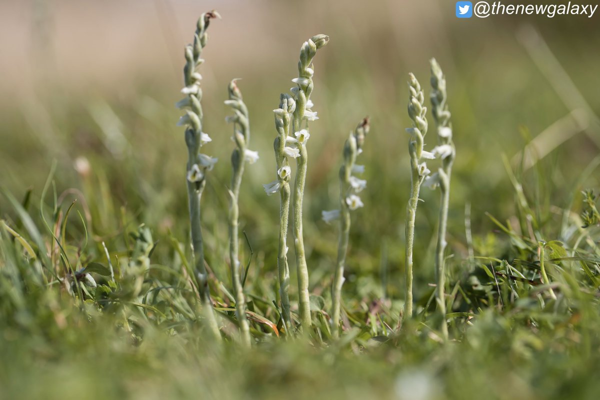 thenewgalaxy's tweet photo. My #orchidsummer begins and ends here. The semi-natural grasslands of @ntarnsidesilver see spectacular #orchid shows each year because of favourable livestock management that keeps succession at bay, yet arenโt allowed to overgraze. I wish we saw more of it across @nationaltrust https://t.co/Wlfii7690U