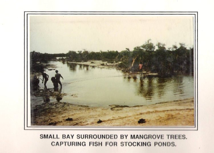 #Fishfarming during the armed struggle, 1987.