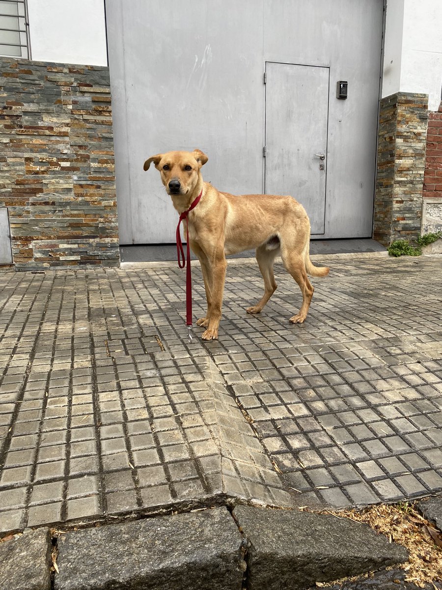 Lo abandonaron ayer de noche en el Prado, en Adolfo Berro y 19 de Abril, no se mueve del lugar y esta muy asustado, busca lugar transitorio.
Háblenme al DM, por favor difundir!