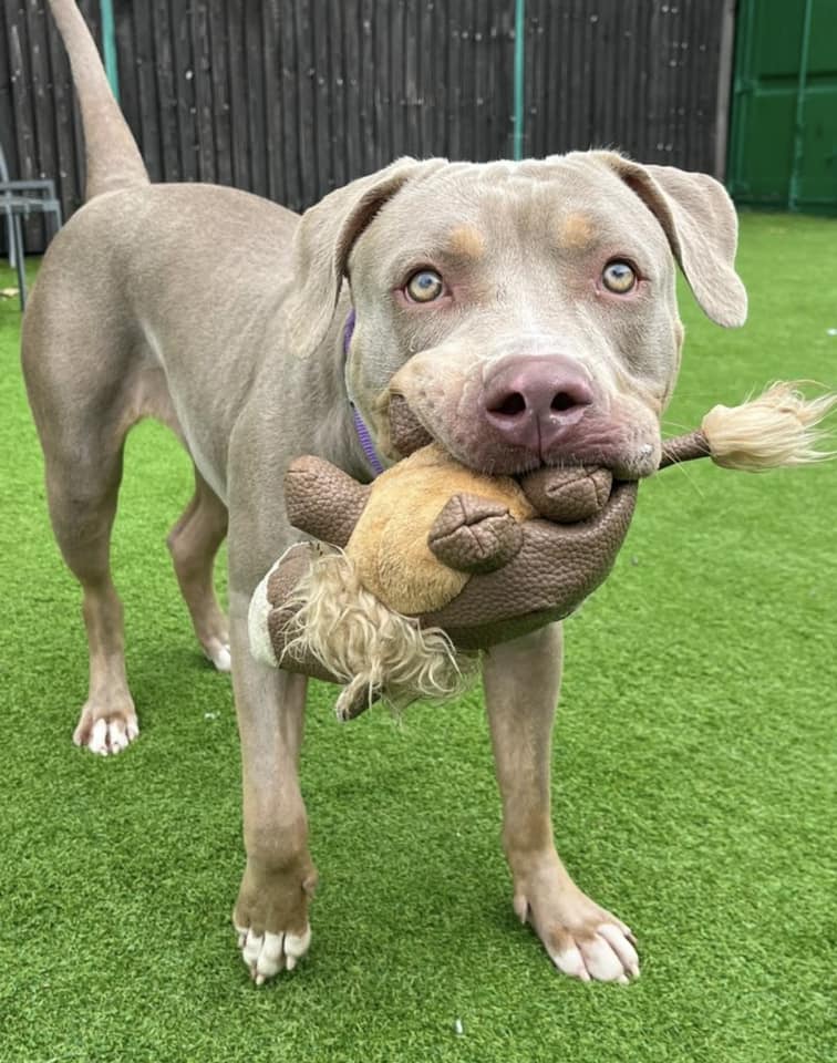 AdoptionsUk's tweet photo. Please retweet to help Summer find a FOSTER OR FOREVER HOME #YORKSHIRE #UK 
Friendly, playful large breed aged 12-18 months. As a large breed she's been over looked. She needs an adult home as the only pet initially where she can go on with training. 

DETAILS or APPLY👇 https://t.co/QnkscgGtJP #dogs #pets #animals #Bradford #Malton #Leeds #Sheffield #Harrogate #Wetherby #Doncaster #Skipton