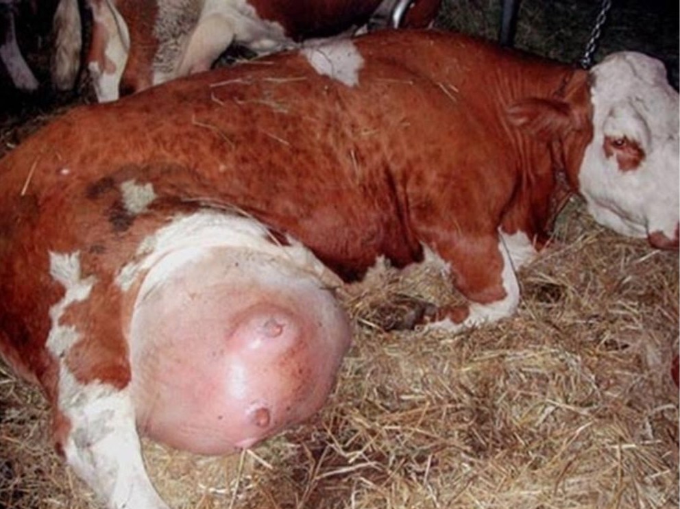 Paul_Vegano's tweet photo. Under the use of the recombinant Bovine Growth Hormone (rBGH) the udders of dairy cows can become so painfully engorged, that they can barely walk...all for Greed.

Stop Supporting Animal Cruelty.
GoVegan🌱🌍

#AnimalRights #Dairy #Govegan #EndSpeciesism #Vegan #RosesLaw https://t.co/VLyNgiRJME