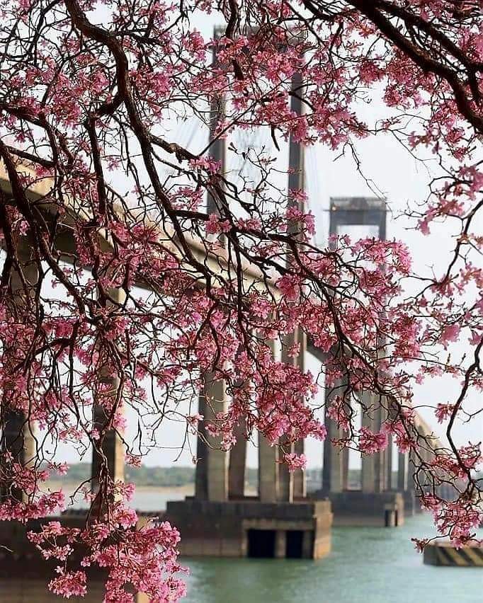 turisargentina's tweet photo. Florecen los Lapachos en la Costanera de Corrientes, su mejor traje, para recibir visitantes 💗✨🌸🇦🇷

Fotos de Corrientes Capital https://t.co/Ny4oFQS5ov
