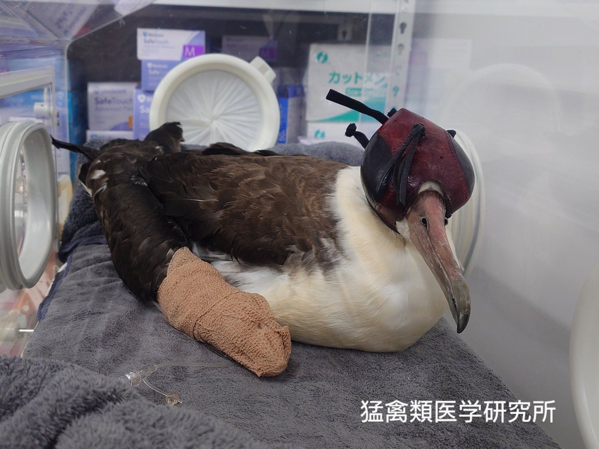 raptor_biomed tweet picture