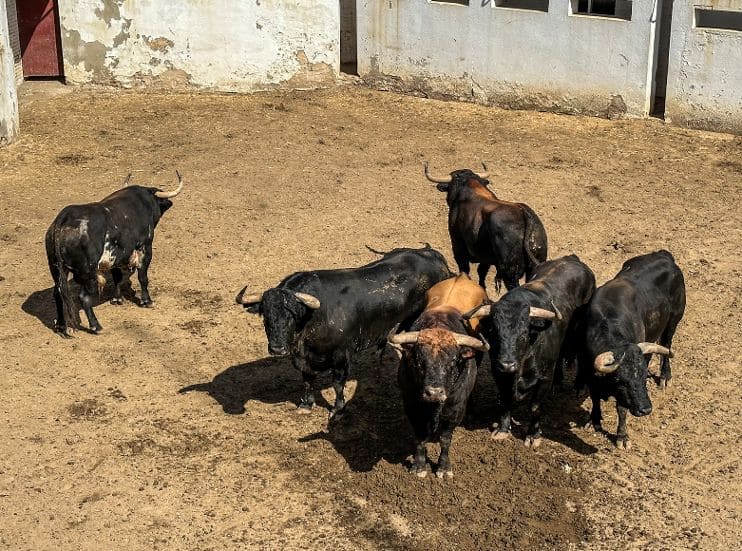 Orden de lidia para la primera corrida de Valladolid
infotauro.com/orden-de-lidia…