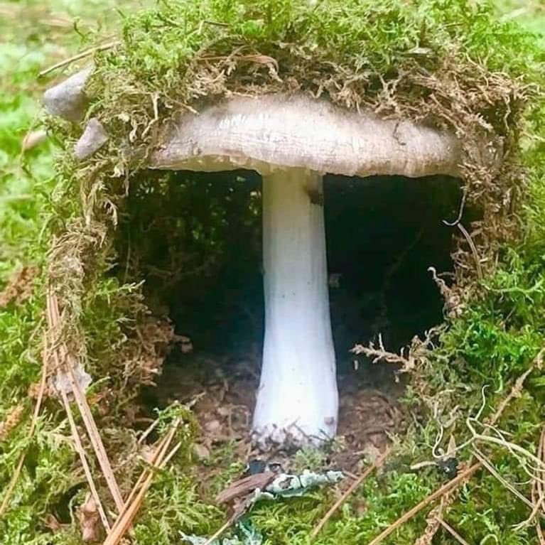MoseyDm's tweet photo. I know a Feywild entrance when I see one. https://t.co/fIhmhQq3dB
