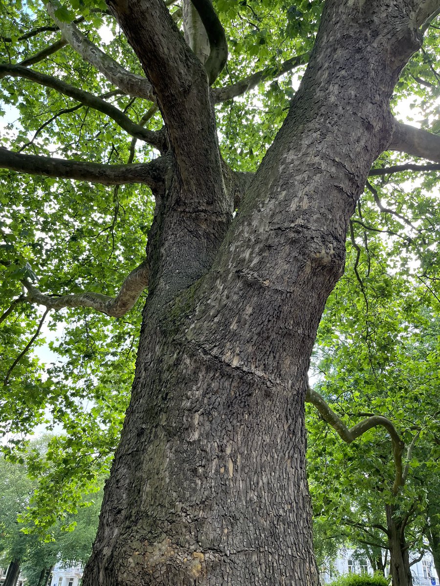 Als je het warm vindt in de stad, plant dan zoveel mogelijk bomen.

Bomen, bomen, bomen! 

Ze geven schaduw, koelen het wegdek, werken beter dan meerdere airco’s, houden vocht vast, maken de lucht schoon, ze creëren biodiversiteit voor allerlei leven. Maar minstens zo bijzonder >