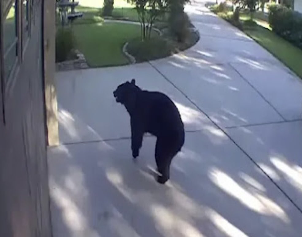 Emma76880977058's tweet photo. Three-legged bear breaks into
Florida patio, drinks 2 White Claws
#Florida #Bearcats #JawanReview #SenzoMeyiwa #threelegged #whiteclaws
Click here for more details 👇
https://t.co/WY5ZZZwfDi https://t.co/hZorlgGVEl