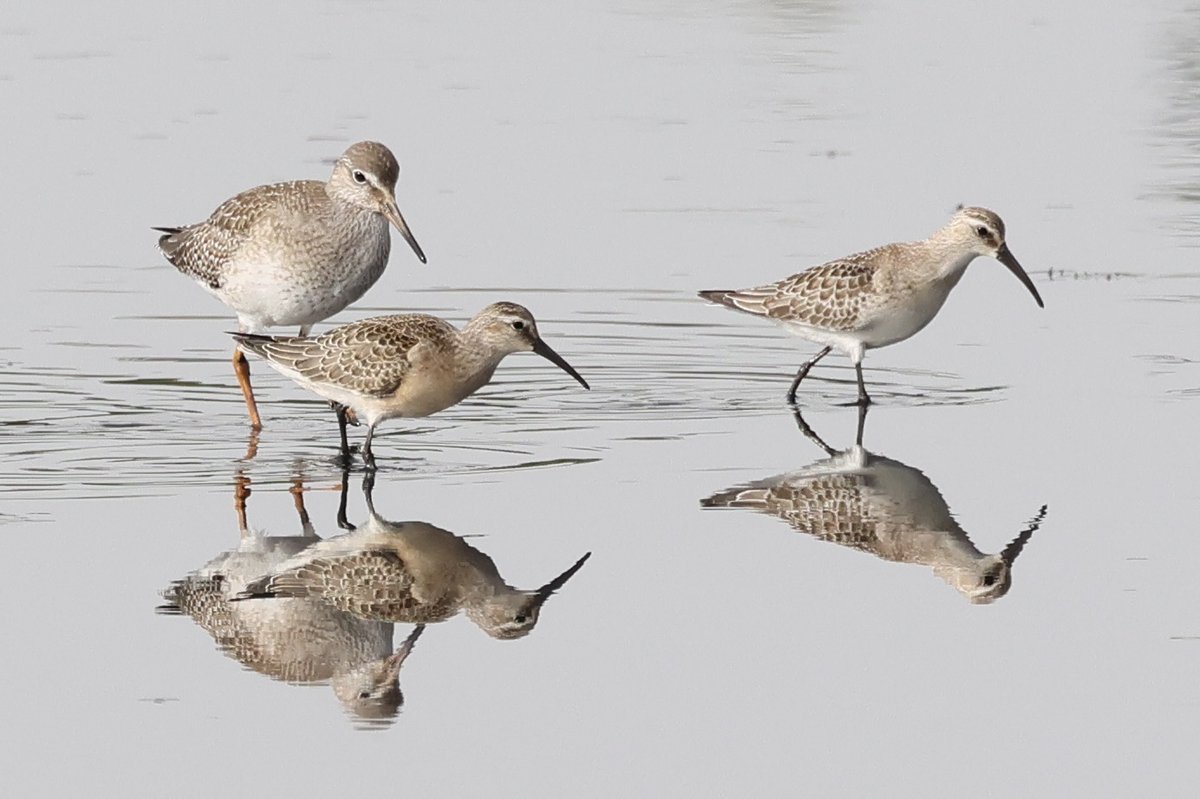 BicycleBirder's tweet photo. 2 Curlew sandpipers on #Seatonwetlands this morning
@wildeastdevon https://t.co/Mc7LFHFgQg