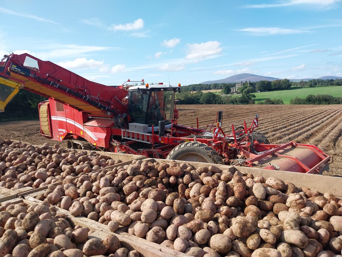 Blue skies for days as we harvest our Kerrs Pink ☀️🚜🥔

#irishfarm #irishpotatoes #farming #irish #ireland #summer #blueskies