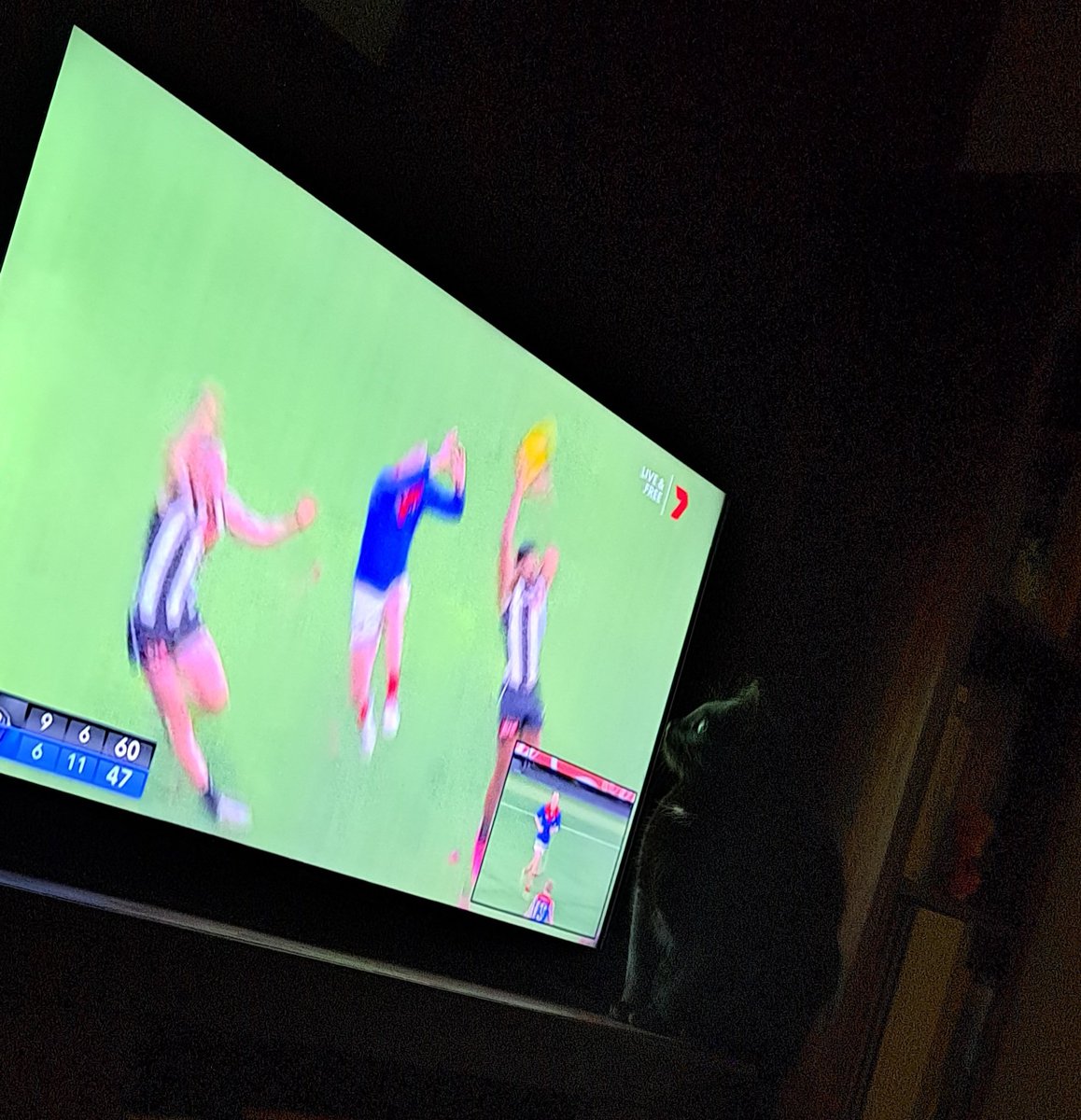 evangelia0's tweet image. She knows it&apos;s a big one.🐈‍⬛ #gettinginvolved