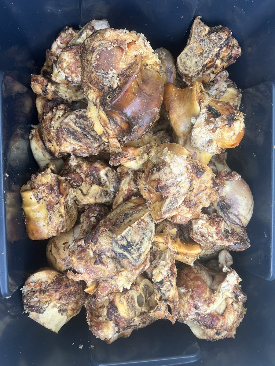 JubileeKennels's tweet photo. With no racing this evening for us, itโs a great time to fit in a #BoneDay ! Everyone knows how important dental upkeep is in greyhounds, our dogs love these honey roast knuckle bones, they donโt splinter and of course are supremely tasty! https://t.co/iuwmrVW39H