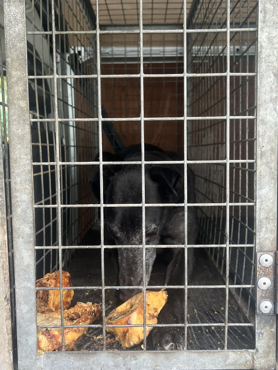 JubileeKennels's tweet photo. With no racing this evening for us, itโs a great time to fit in a #BoneDay ! Everyone knows how important dental upkeep is in greyhounds, our dogs love these honey roast knuckle bones, they donโt splinter and of course are supremely tasty! https://t.co/iuwmrVW39H