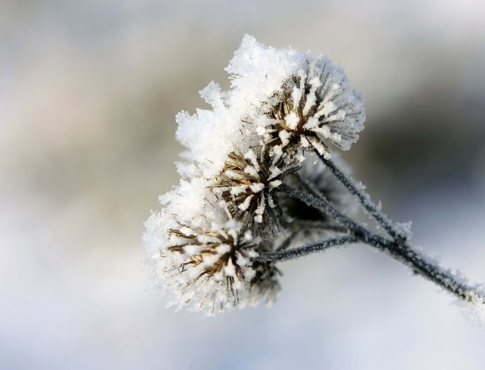 PhenObs (@phenobs) on Twitter photo For our associated project "Frost resistance - a neglected driver of plant phenology and distribution?" (led by <a href="/BucherSolveig/">Solveig Franziska Bucher</a>) a PhD position <a href="/UniJena/">Universität Jena</a> starting at 15th of November is offered❄️🌿🌻.
For further information klick the link below
⬇️⬇️⬇️
shorturl.at/qP017 For our associated project "Frost resistance - a neglected driver of plant phenology and distribution?" (led by <a href="/BucherSolveig/">Solveig Franziska Bucher</a>) a PhD position <a href="/UniJena/">Universität Jena</a> starting at 15th of November is offered❄️🌿🌻.
For further information klick the link below
⬇️⬇️⬇️
shorturl.at/qP017