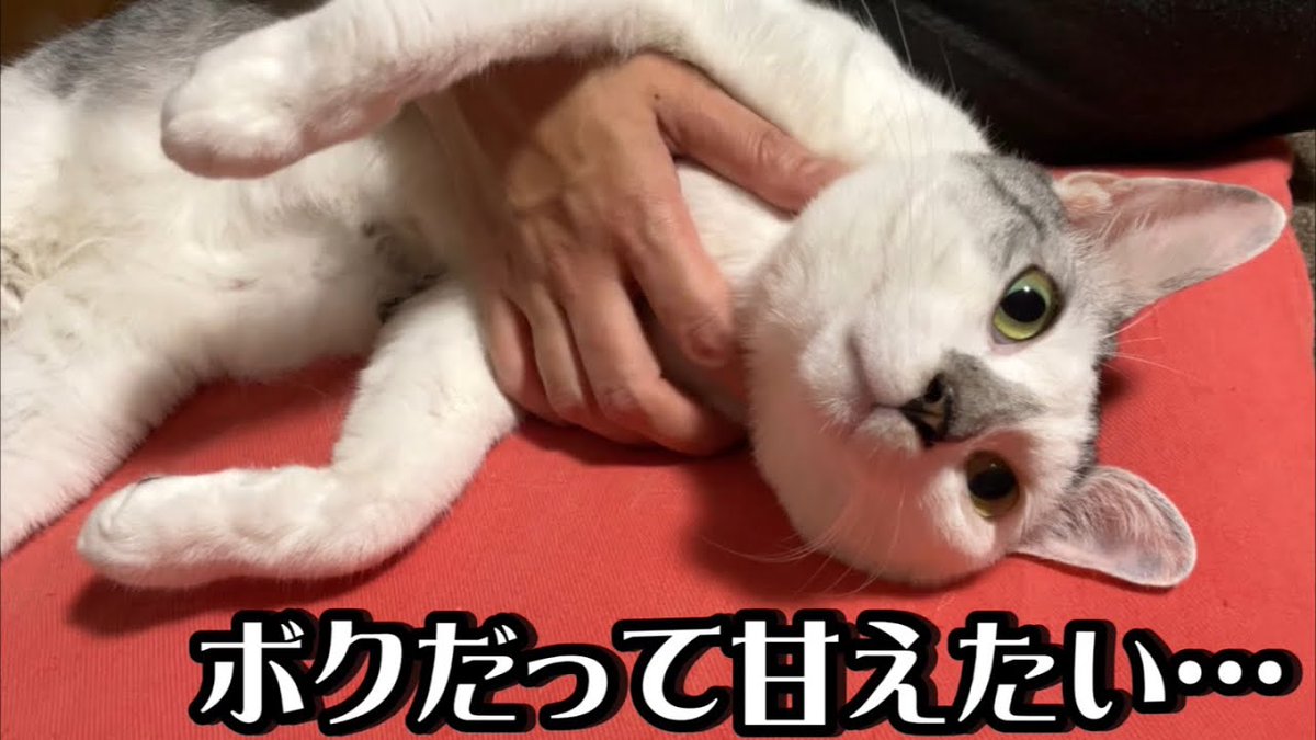MeowMoeDotCom's tweet photo. 保護した子猫を迎えてから甘え方を忘れてしまった先住猫の春馬
https://t.co/wSykNRiSYe
#ネコ #Animals #AnimalsForKids #AnimalsVideo #Cat #Cute #Kitten https://t.co/TGab9jvmkW