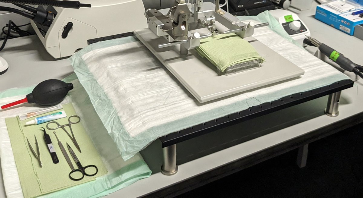 LINdoscope tweet media