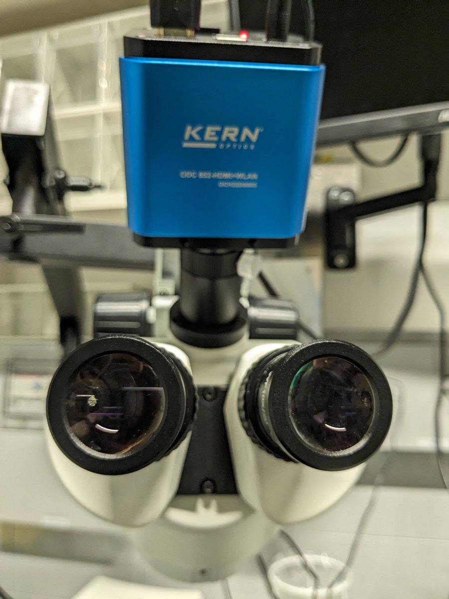 LINdoscope tweet media