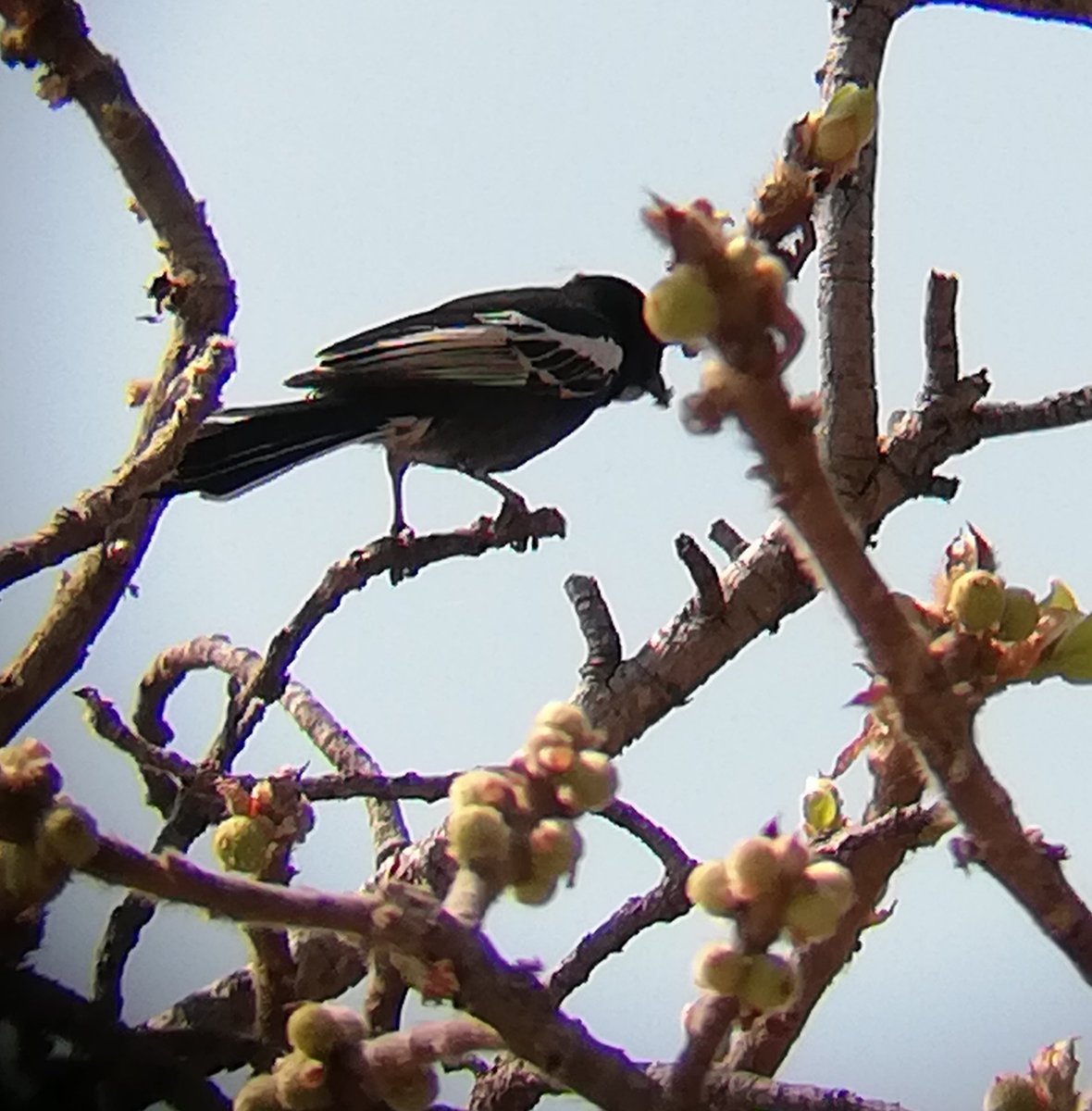 Southern Black Tit in the Matobo National Park yesterday.
#BirdsSeenIn2023