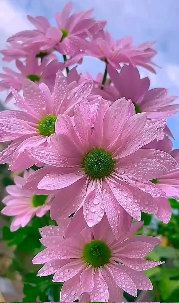 arkanl_neriman's tweet photo. 🩷🩷🌺

Good Morning
Beautiful Flowers
İ wish everyone a wonderful day
🌺🩷 https://t.co/rhvJqYZ9Nw
