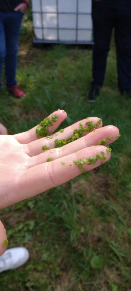 Plants for Sustainability (@plants_ucc) on Twitter photo Great interest in the tour of the duckweed facilities at the stakeholder workshop on Monday. Thank you to all travelling to attend, and for all the great questions asked!
#DuckFeedProject #duckweed #circulareconomy Great interest in the tour of the duckweed facilities at the stakeholder workshop on Monday. Thank you to all travelling to attend, and for all the great questions asked!
#DuckFeedProject #duckweed #circulareconomy