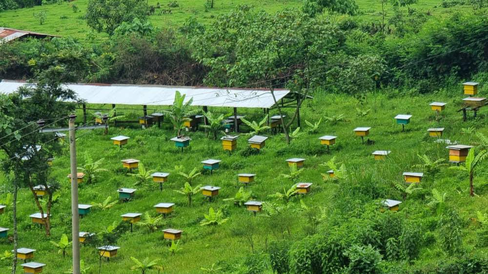 AbiyAhmedAli's tweet photo. Ethiopia is one of ten largest producers of honey globally. Through our ‘Bounty of the Basket’ initiative launched last year, we have managed to increase honey productivity to around 98 thousand tons per year through modern methods. Our target for next year is to double annual output, considering the varied ecological and climatic conditions of the country with diverse flora and fauna that make honey production conducive. Let’s build on our current efforts for better harvest.