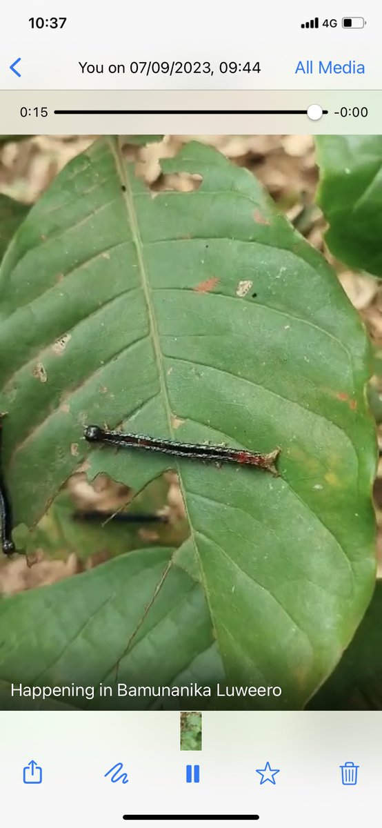 CoffeeDicana's tweet photo. Coffee pest infection happening in Luwero. Incase you find this on your farm you can spray with striker if not use  imidachloroprid 
#dicanacoffee https://t.co/bzx7u4DFxE