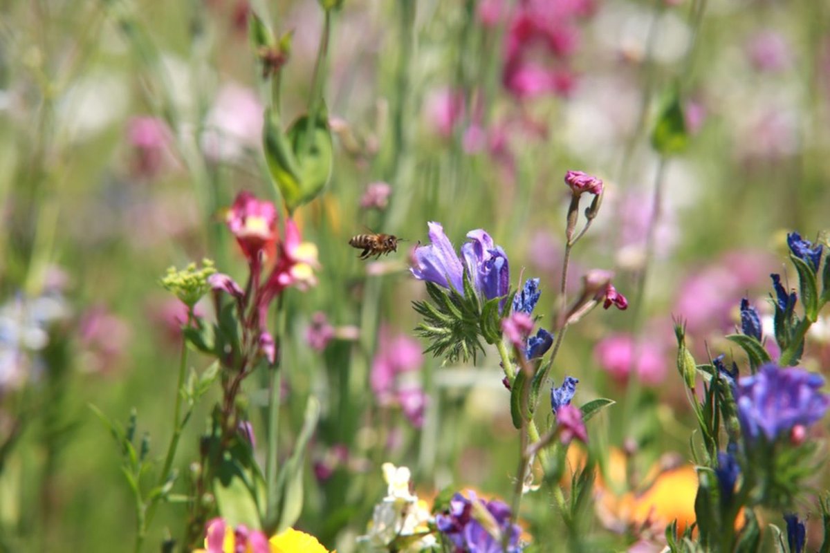 Uni Leipzig: Zahlreiche vom Aussterben bedrohte Pflanzen könnten in Gärten überleben. Conservation Gardening: Im eigenen Garten einen Beitrag zum Artenerhalt leisten. l-iz.de/bildung/forsch…