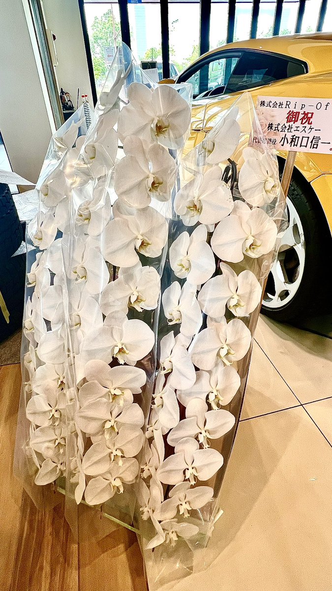 RIP_OFF6614's tweet photo. お花頂きました(⸝⸝ ´艸`⸝⸝)
ありがとうございます(〃ω〃)
 #浦和美園
 #RIP-OFF
 #胡蝶蘭 https://t.co/VYZt3W9jqY