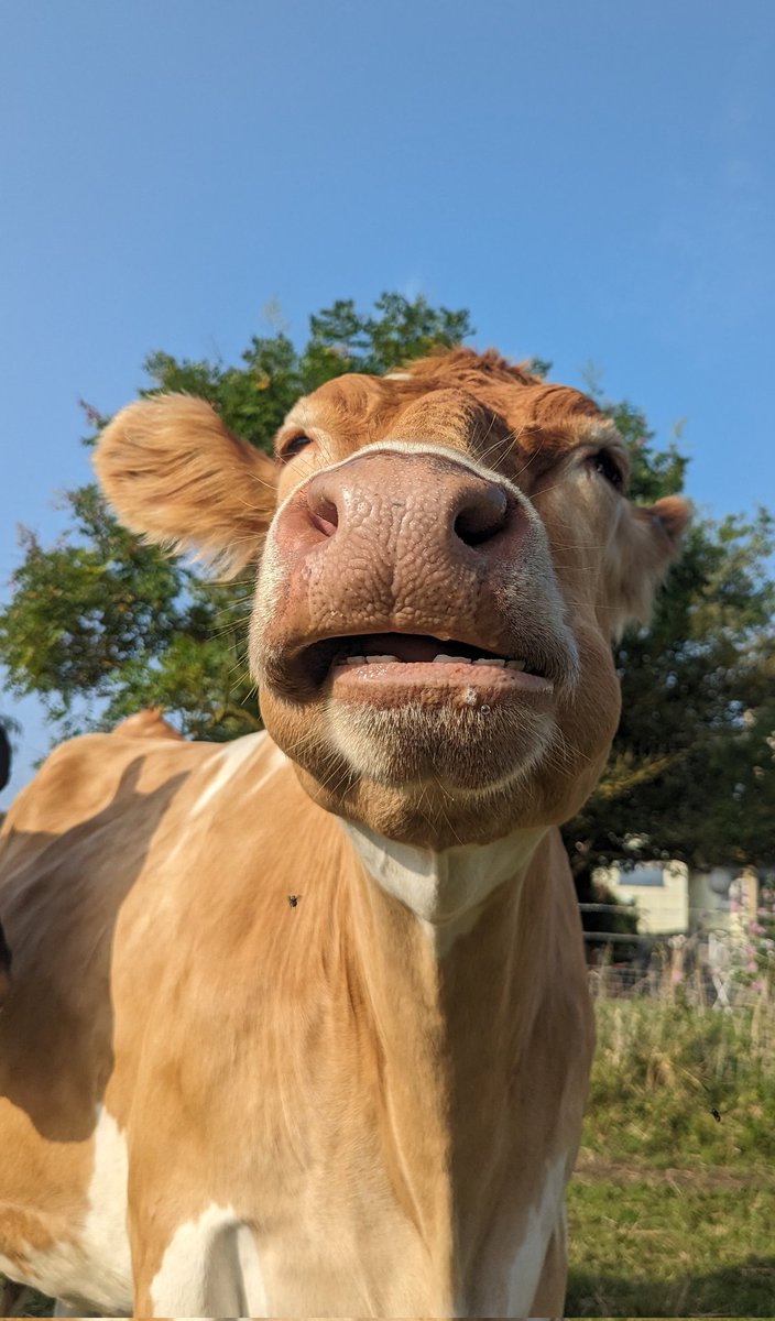 ahimsamilk's tweet photo. Lotus showed a beautiful smile with a gap between her teeth😄🥰 https://t.co/7PsJzlMT3o