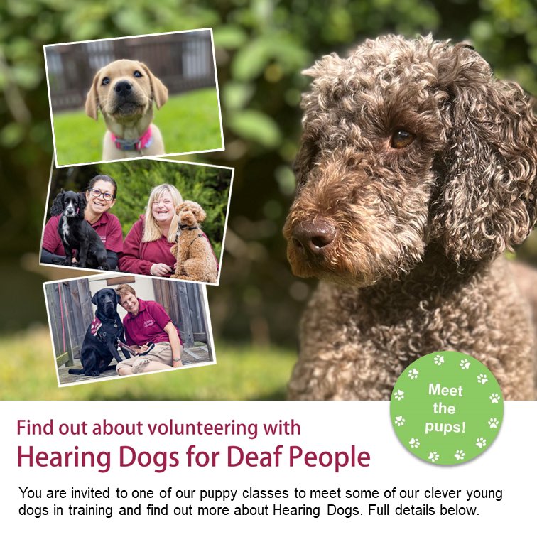 Interested in finding out what it takes to train a Hearing Dog pup? Come along to 1 of our classes & meet some pups & young dogs in action. Tuesday 12 September, Woodford Community Centre, SK7 1PS. There’s 2 classes, 10am & 11:30am. To book 📧 michelle.taylor@hearingdogs.org.uk