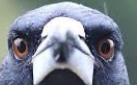 EireOz's tweet photo. #GAMEDAY #GOPIES https://t.co/FTwwU0u4rR