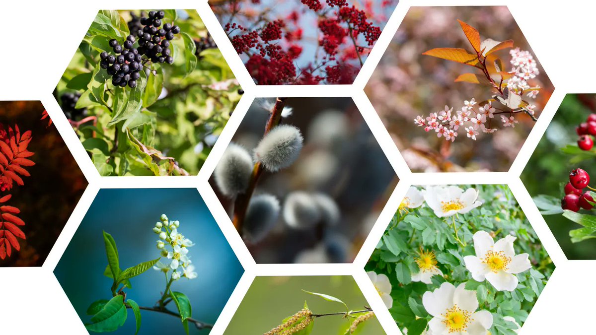 NEW! We’ve created a TCV Tree Library aligned with our tree packs on offer through #IDigTrees

Helping you to choose the right FREE trees for your community spaces! 

Take your tree knowledge to the next level with The Conservation Volunteers: buff.ly/47ULwsg