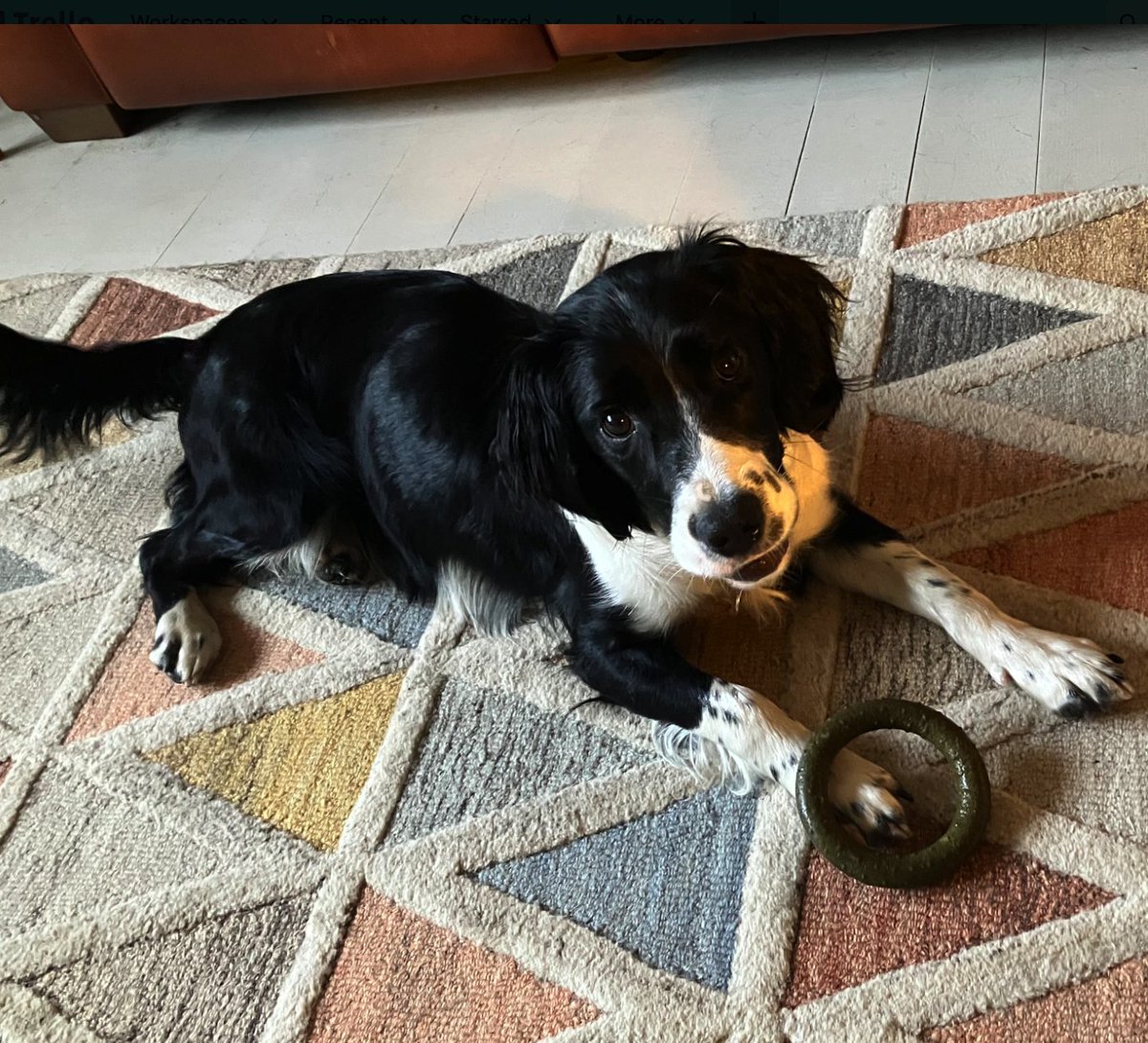 walkeranddrake's tweet photo. How gorgeous is Bill who has just started his cold pressed journey with us? 🐶

We love it when you share pics of your pups with us!

Thanks Julie for sending this in ❤️ https://t.co/TQq2UOD3y2