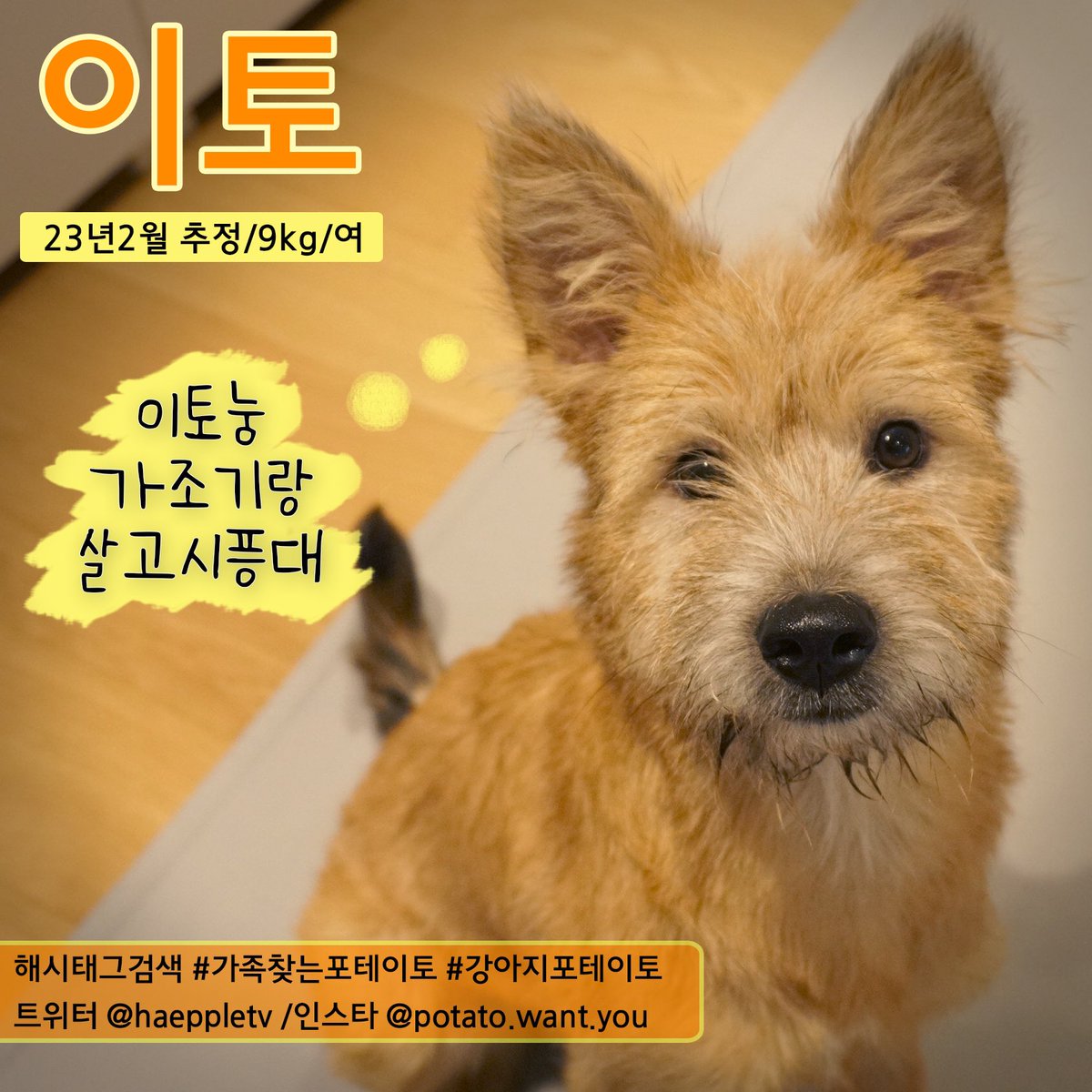 haeppletv's tweet photo. 프로필 제출 함미다 🐾🐾
#강아지포테이토 #가족찾는포테이토 https://t.co/xmsHbDg1iw