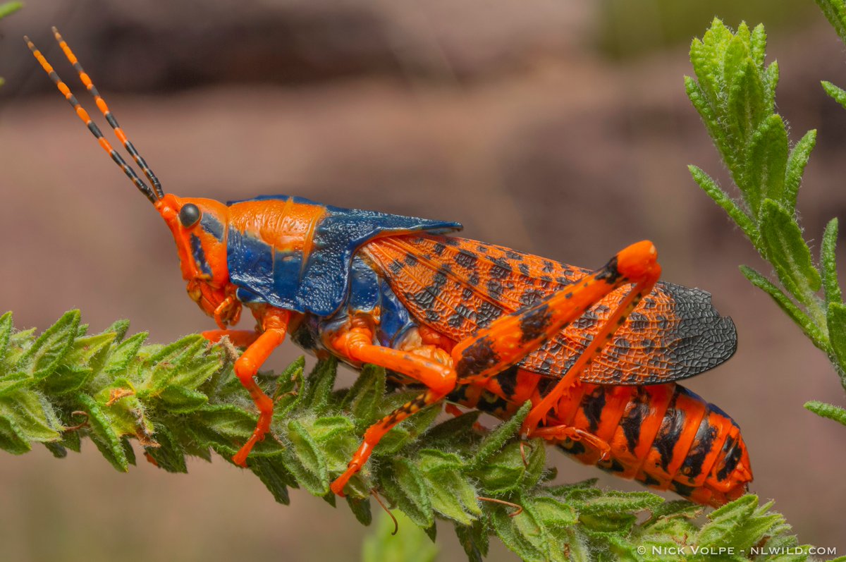 The Leichhardt's Grasshopper, Australia's most beautiful insect. 🧡

Today is National Threatened Species Day and I want to take a moment to reflect on the conservation of invertebrates in Australia. 🔎☀️

Australia is one of the most biodiverse places on earth, but also boasts