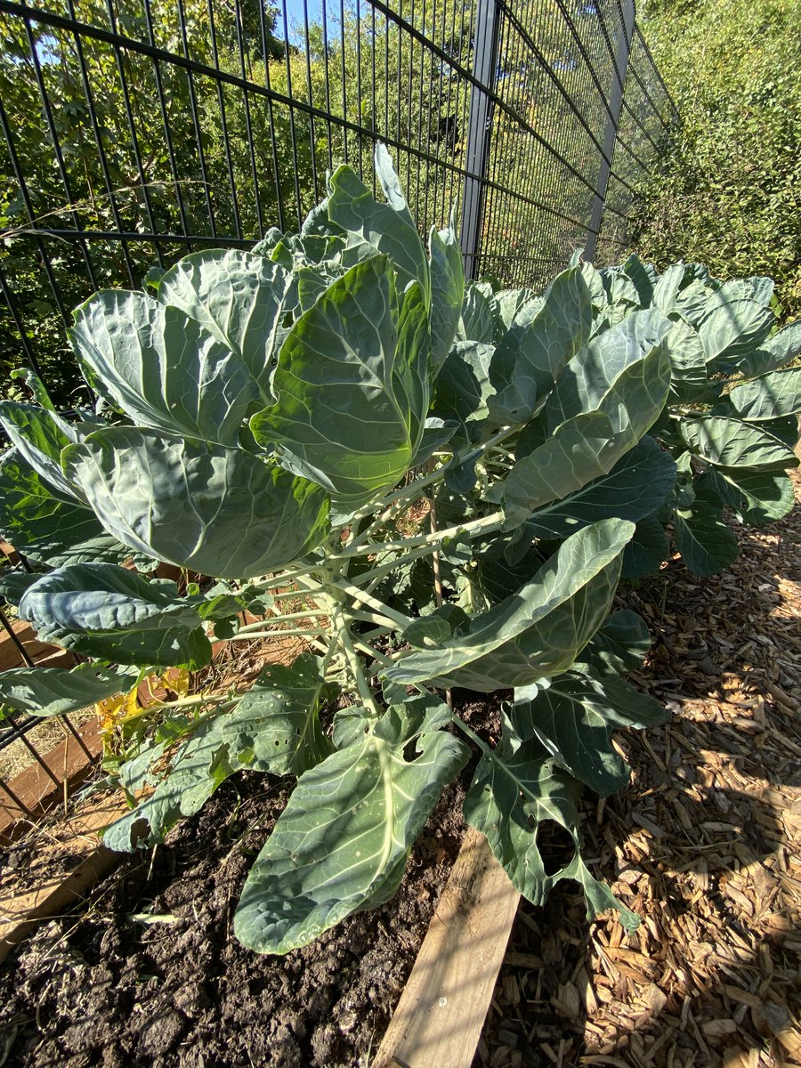 EalingAPschool's tweet photo. Over the summer holidays our chef and let me grow team were looking after some fantastic crops. Take a look at what they grew below.  Our students will get the chance to taste it all when they return https://t.co/PqMoH3N6HS