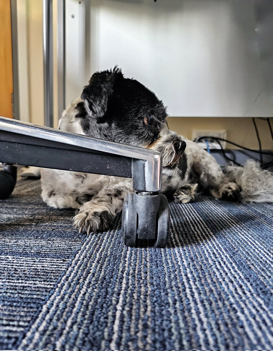 Wonderful to have a tiny guard dog protecting the office this morning! Thank you for your service, Mr Busta 🐶 @1stCommunities #OfficeDogs