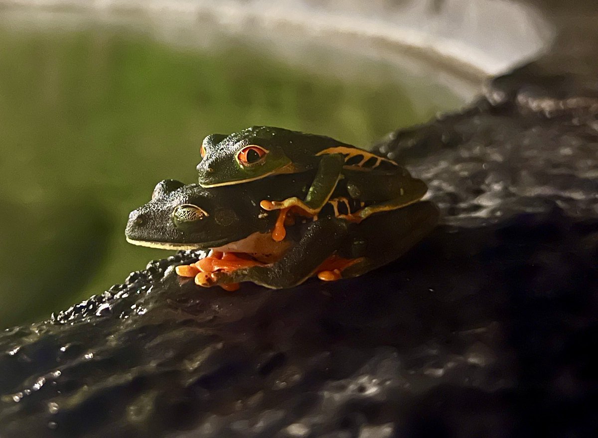 Chloe Fawns-Ritchie tweet media