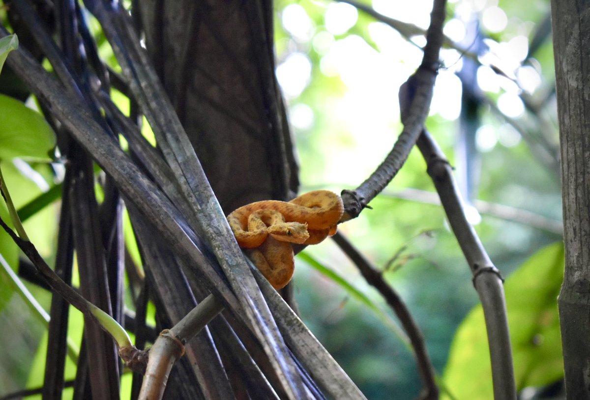 Chloe Fawns-Ritchie tweet media