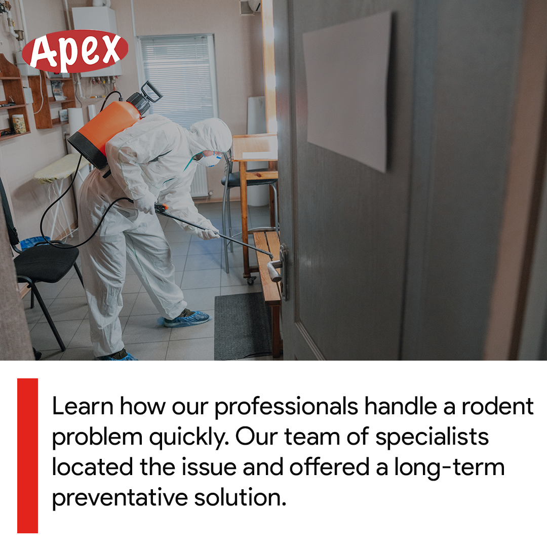 ApexTradeSolu's tweet image. Learn how our professionals handle a rodent problem quickly. Our team of specialists located the issue and offered a long-term preventative solution.

DM us or call 0203 3765 844 for expert help.

#APEXTradeSolutions #LondonPestControl