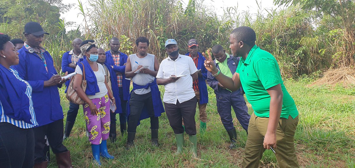 NatwijukaBrian1's tweet photo. At @Robranholdings , sharing knowledge with our fellow farmers is not just a commitment; it's our top priority. We're proud to have empowered over 1000 farmers with free consultations on livestock and pasture production and management. Together, we grow stronger, greener, and more sustainable. 🌱🐄 #FarmersHelpingFarmers #SharingKnowledge