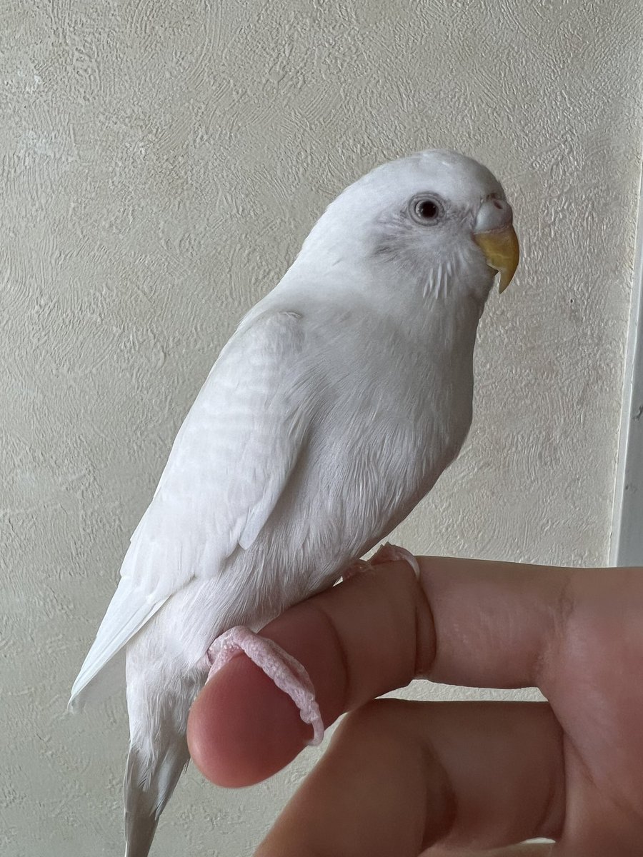 coropri1's tweet photo. 我が家のお嬢様4歳
スマホ恐怖症だったけど最近やっと慣れてきたね。
カルロスがいなくなってから、甘え度マシマシ。
#セキセイインコ https://t.co/aCYzeka8sT